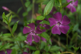 Vinca minor 'Atropurpurea'  bestellen